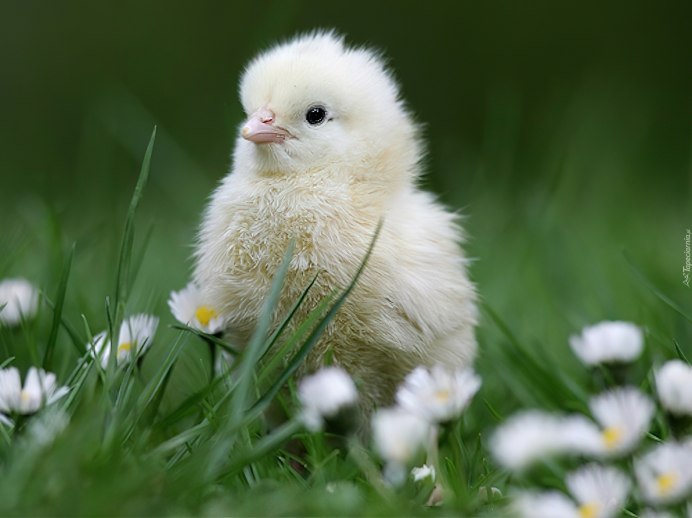 Красивые птенчики