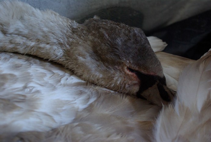 Голубь прикол