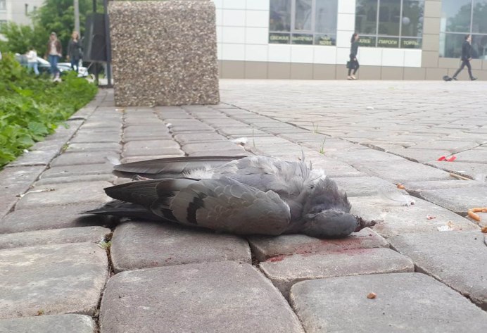 Открытый перелом крыла у птицы