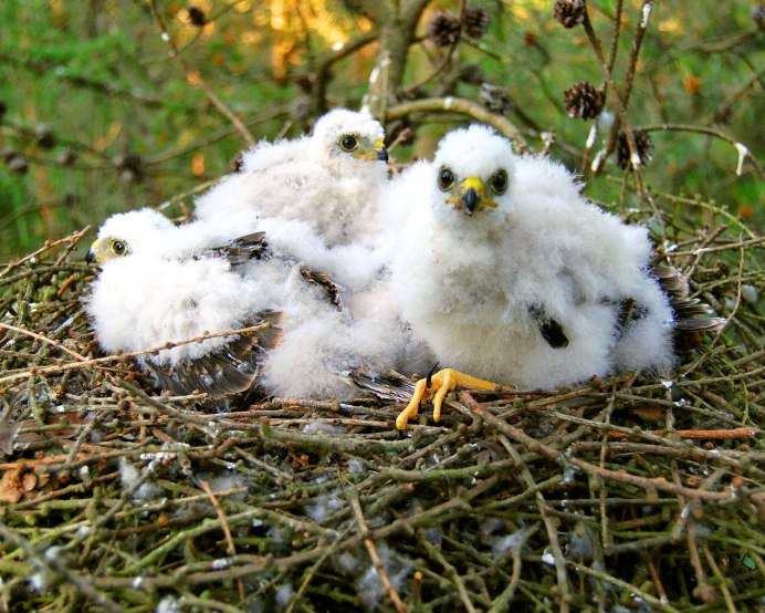Птенцы дневных хищных птиц