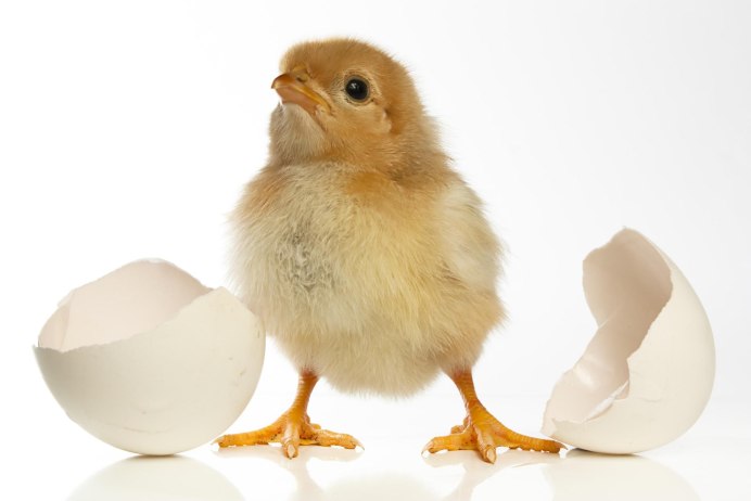 Яйцо цыпленок