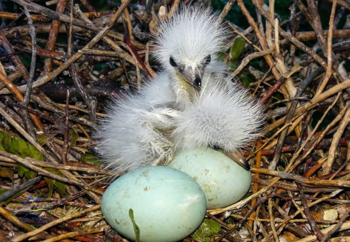 Болотная цапля птенец