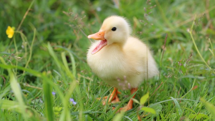 Милые утята