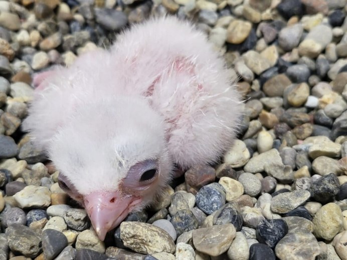 Птенец пробивает скорлупу