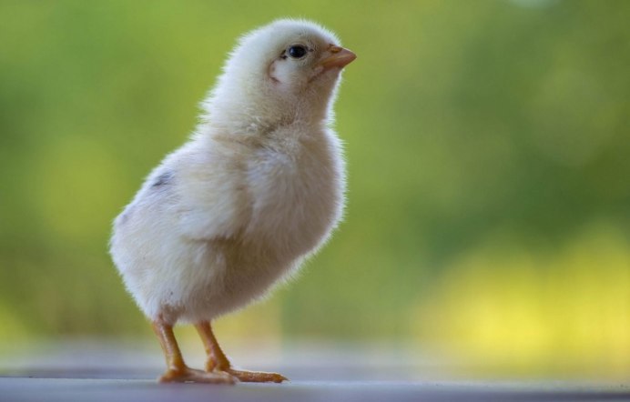 Пушистый цыпленок
