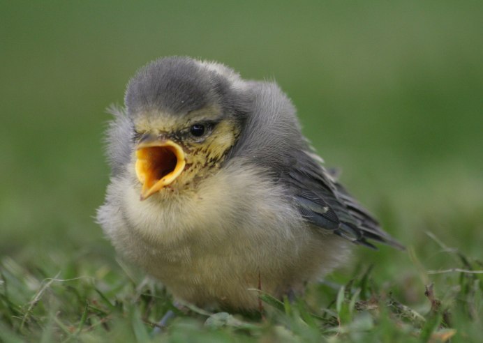 Домовый Воробей птенец