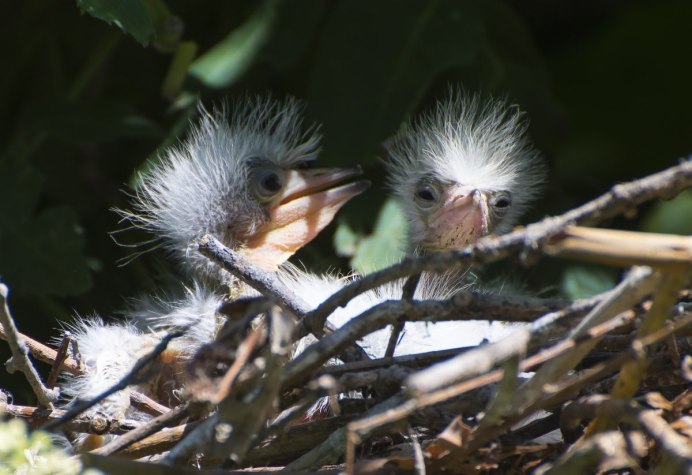 Птенцы Цапли в гнезде