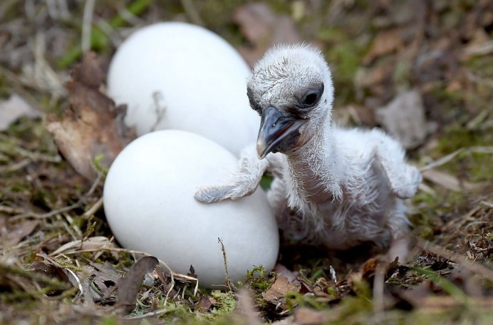 Аистенок птенец аиста
