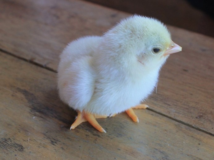 Белый цыпленок