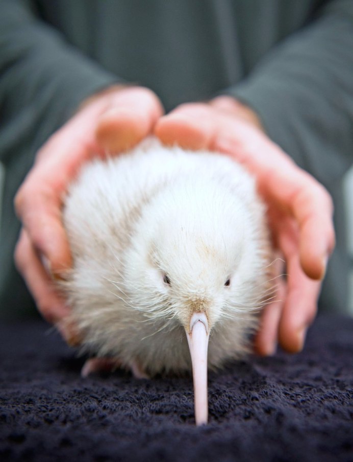 Птица киви новая Зеландия