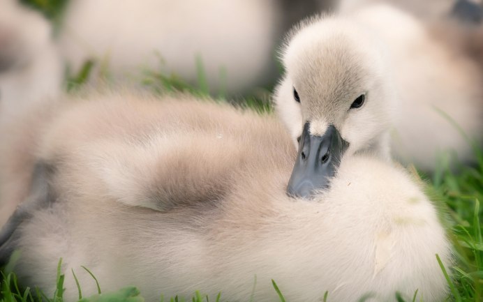 Лебедь с птенцами