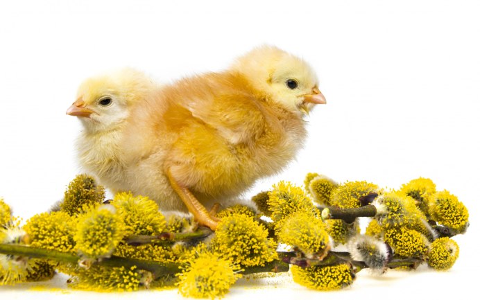 Цыпленок на белом фоне