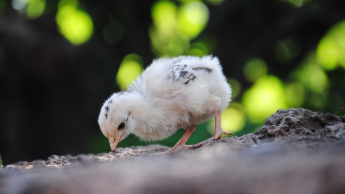 Цыпленок клюет