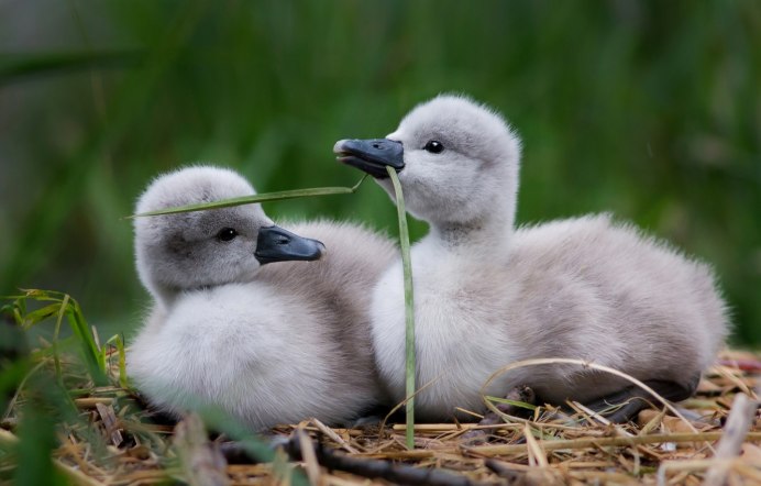 Лебедята птенцы