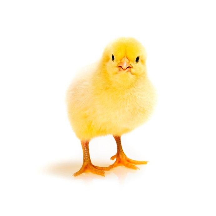 Цыпленок на белом фоне