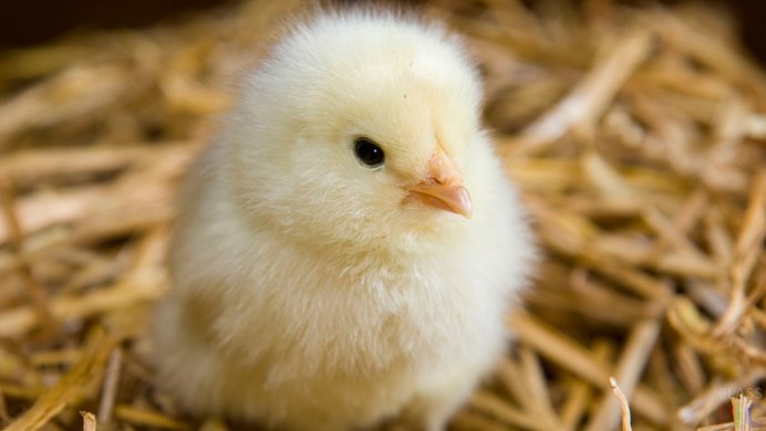 Цыплята фото