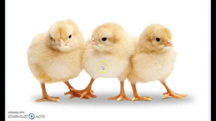 Цыпленок без фона