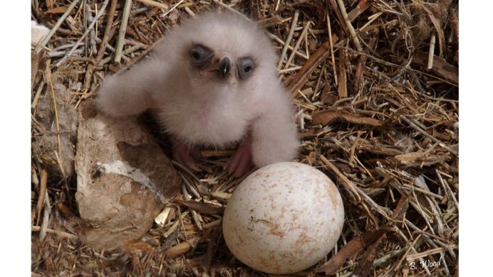 Птенец Беркута