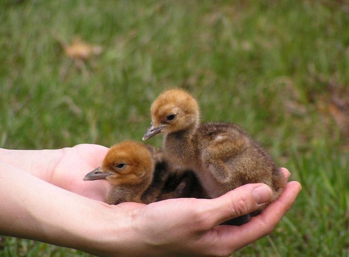 Белый журавль Стерх птенец