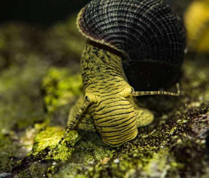 Ramshorn Snail улитка катушка