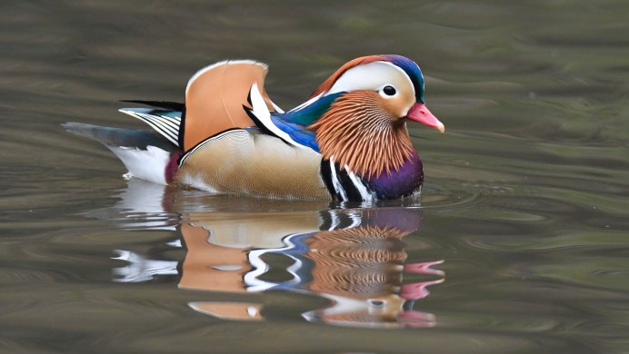 Аргентинская Озерная утка 50 см