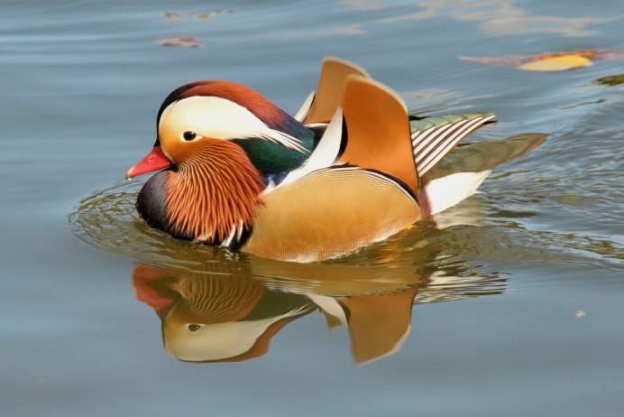 Птицы плывут картинки