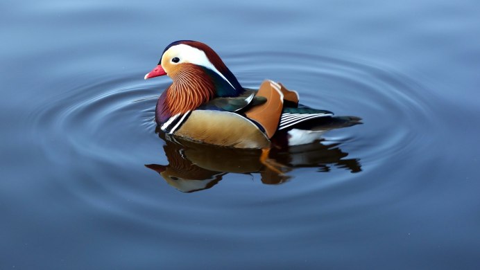 Птица тупик ныряет