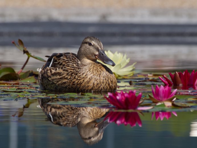 Уточка ныряет