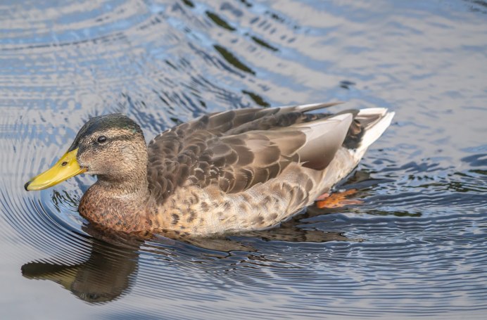 Водоплавающие птицы Гаги
