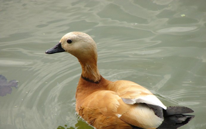 Большая поганка чомга