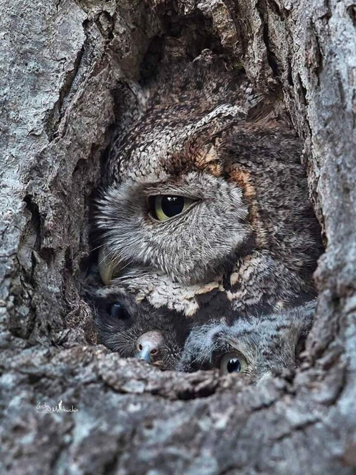 Сова прячется