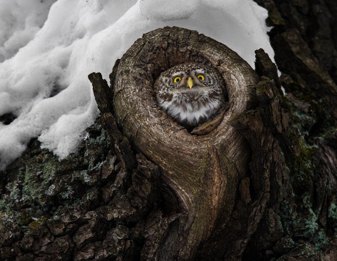Зимняя природа с совой