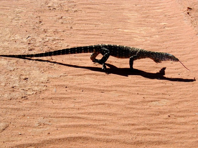 Goanna Lizard Rockin