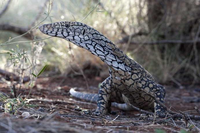 Гигантский Варан, большой Варан или перенти (лат. Varanus giganteus)