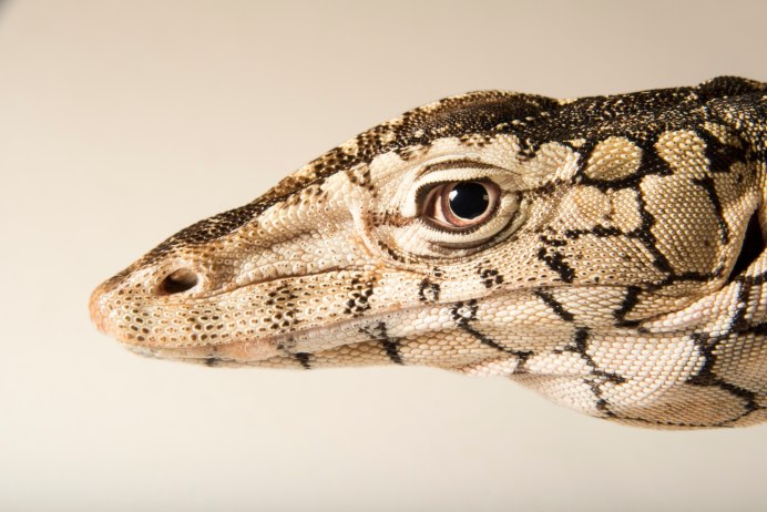 Varanus giganteus