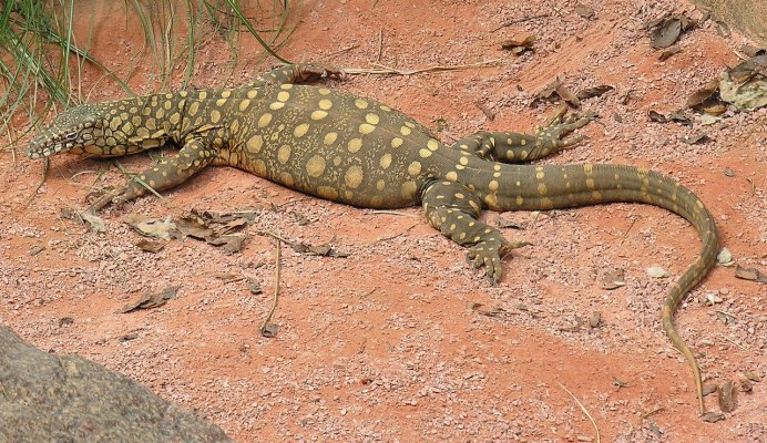Varanus giganteus