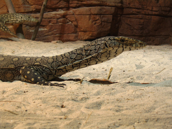 Varanus giganteus