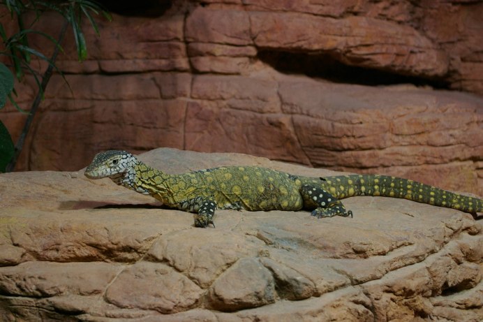 Varanus giganteus