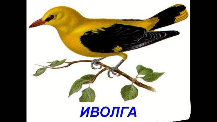 Масковая Иволга