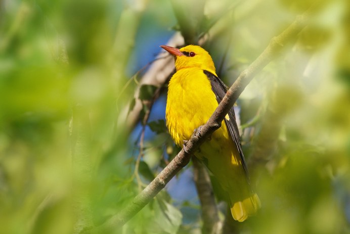 State Bird-Eastern Goldfinch самка