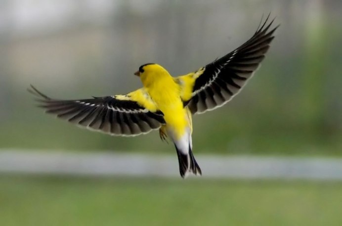 Baltimore Orioles птица