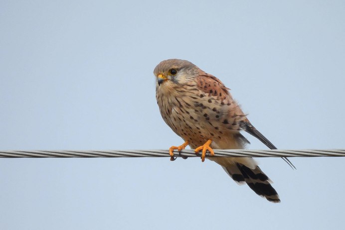 Кречет - Falco rusticolus Linnaeus