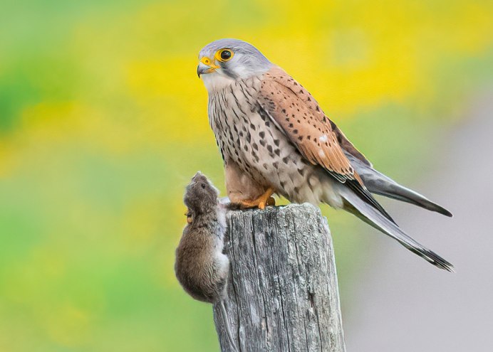 Кречет Falco rusticolus