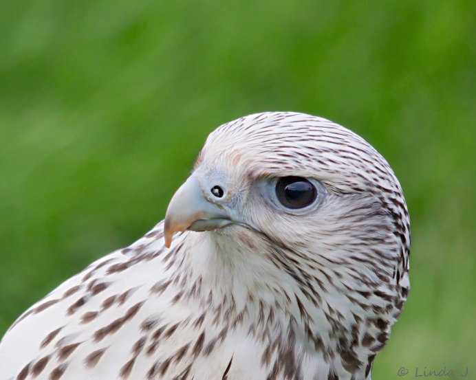 Светлый ястреб Accipiter novaehollandiae