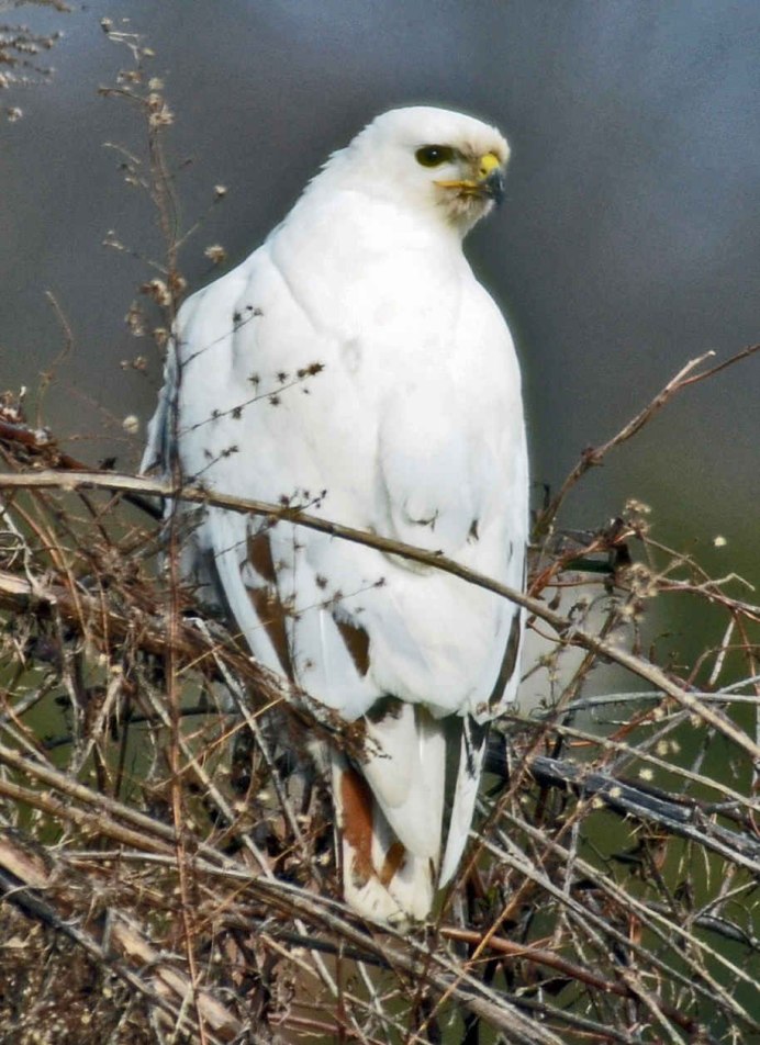 Кречет Falco rusticolus