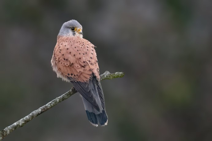 Falco naumanni птенцы