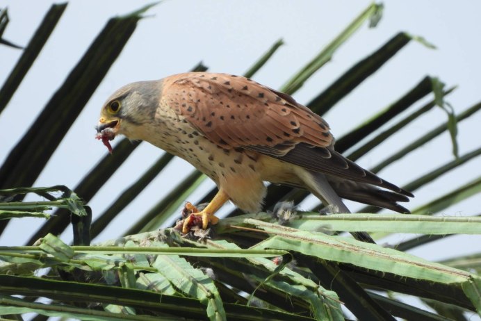 Kestrel catch Pigeon