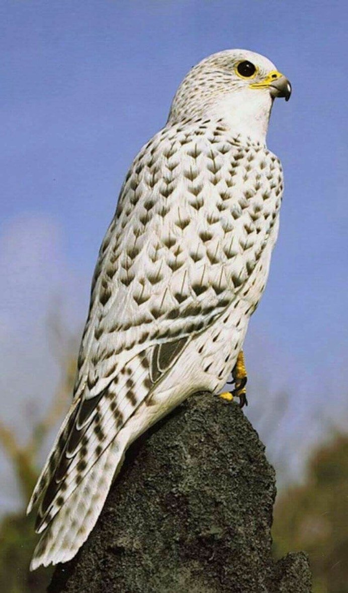 Gold Falcon Bird