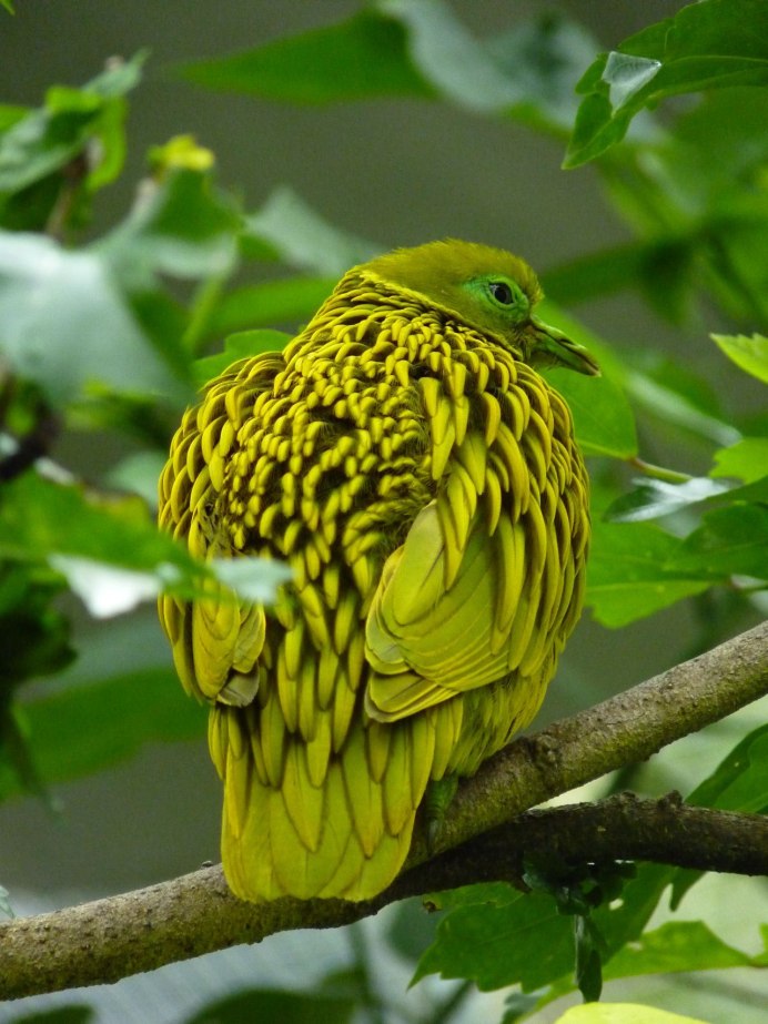 Золотой фазан Chrysolophus pictus
