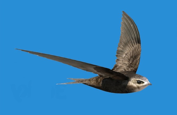 Barn swallow Ireland